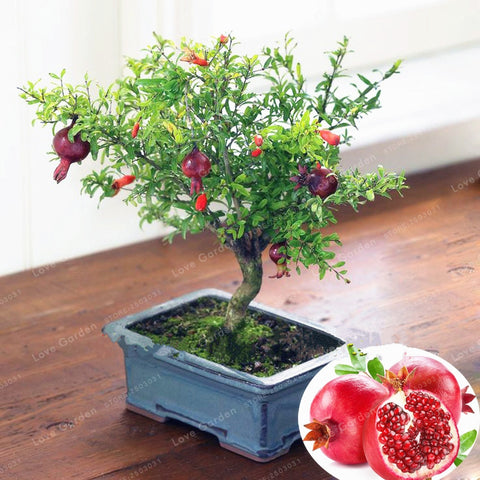 bonsai pomegranate tree for sale Bonsai Pomegranate