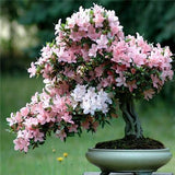 Cerasus sp. bonsais Cherry Blossoms
